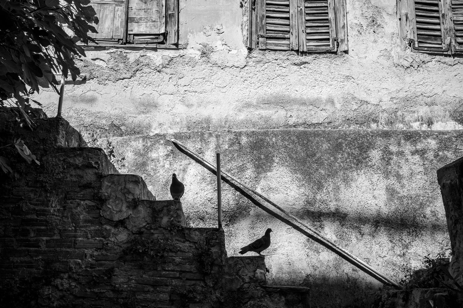 Two pigeons, Athens, 2024