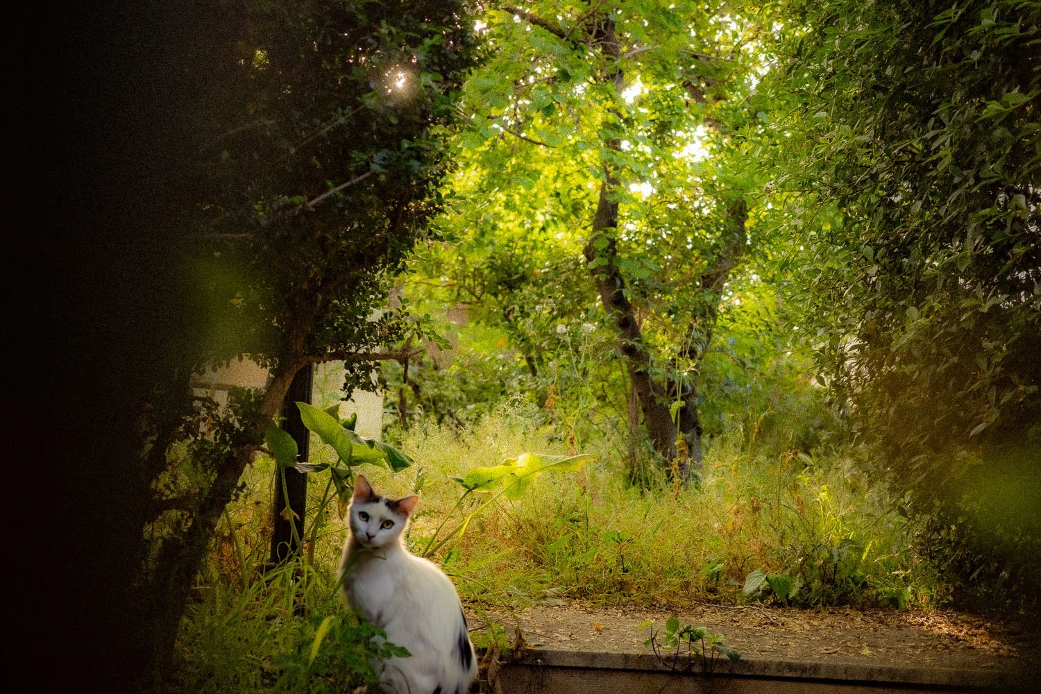 Strange Cat, Filothei, 2024