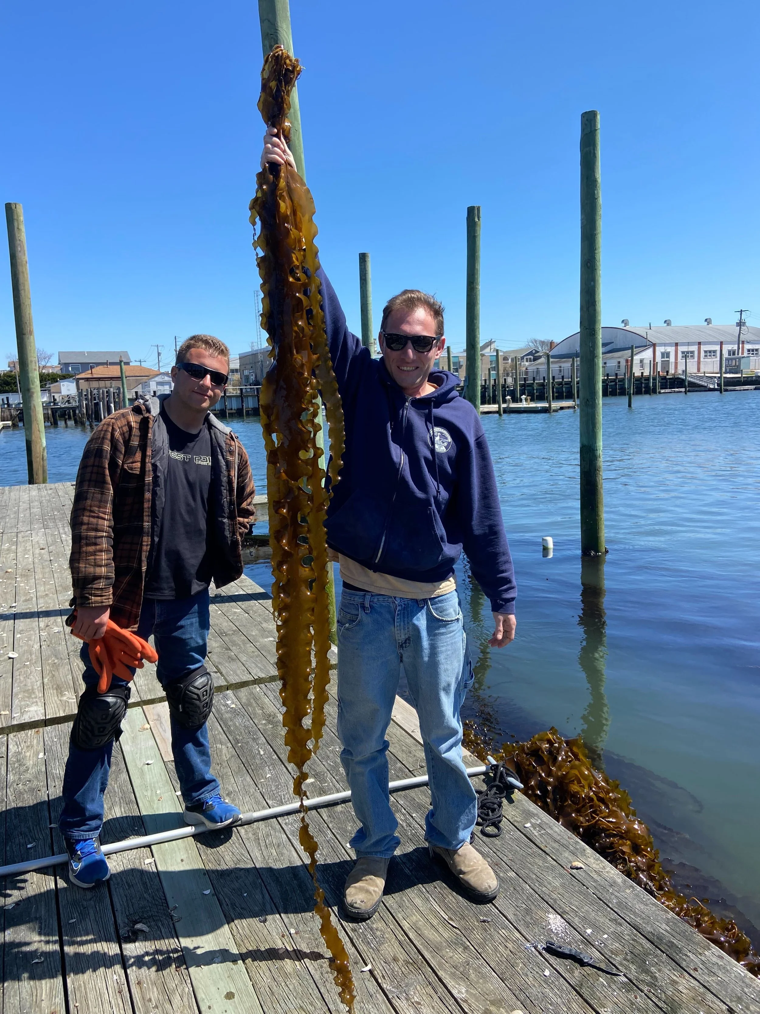 Montauk Seaweed supply co — Lazy Point Farms