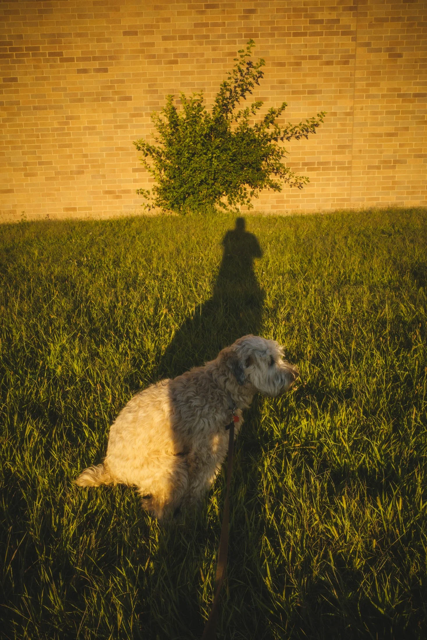 2025 09 16 buddy dog poop 2025_09_01_RicohGR3_Hauck_0514.jpg