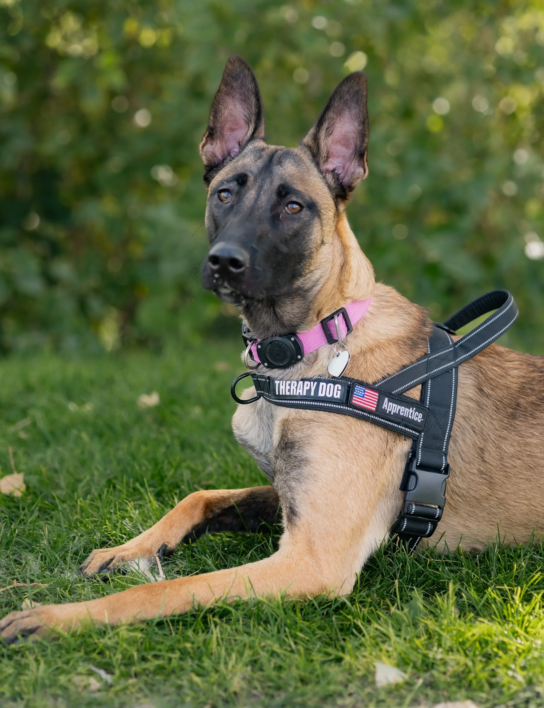 Maca is a therapy dog in training at XLR8 Fitness & Counseling