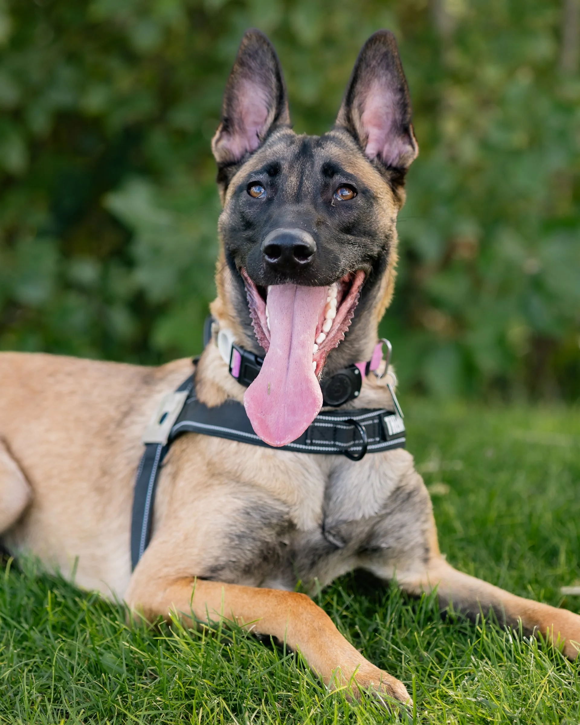Maca, therapy dog in training at XLR8 Fitness and Counseling
