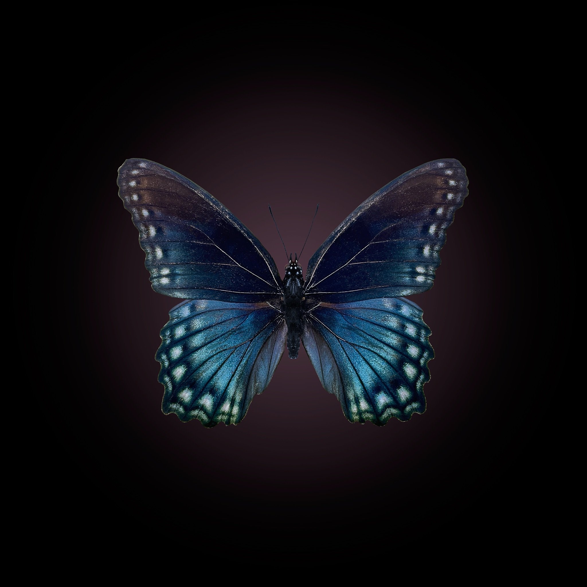 10.75 x 10.75 Butterfly - Gradient Liminetis Arizonensis Dk Aubergine Black.jpeg