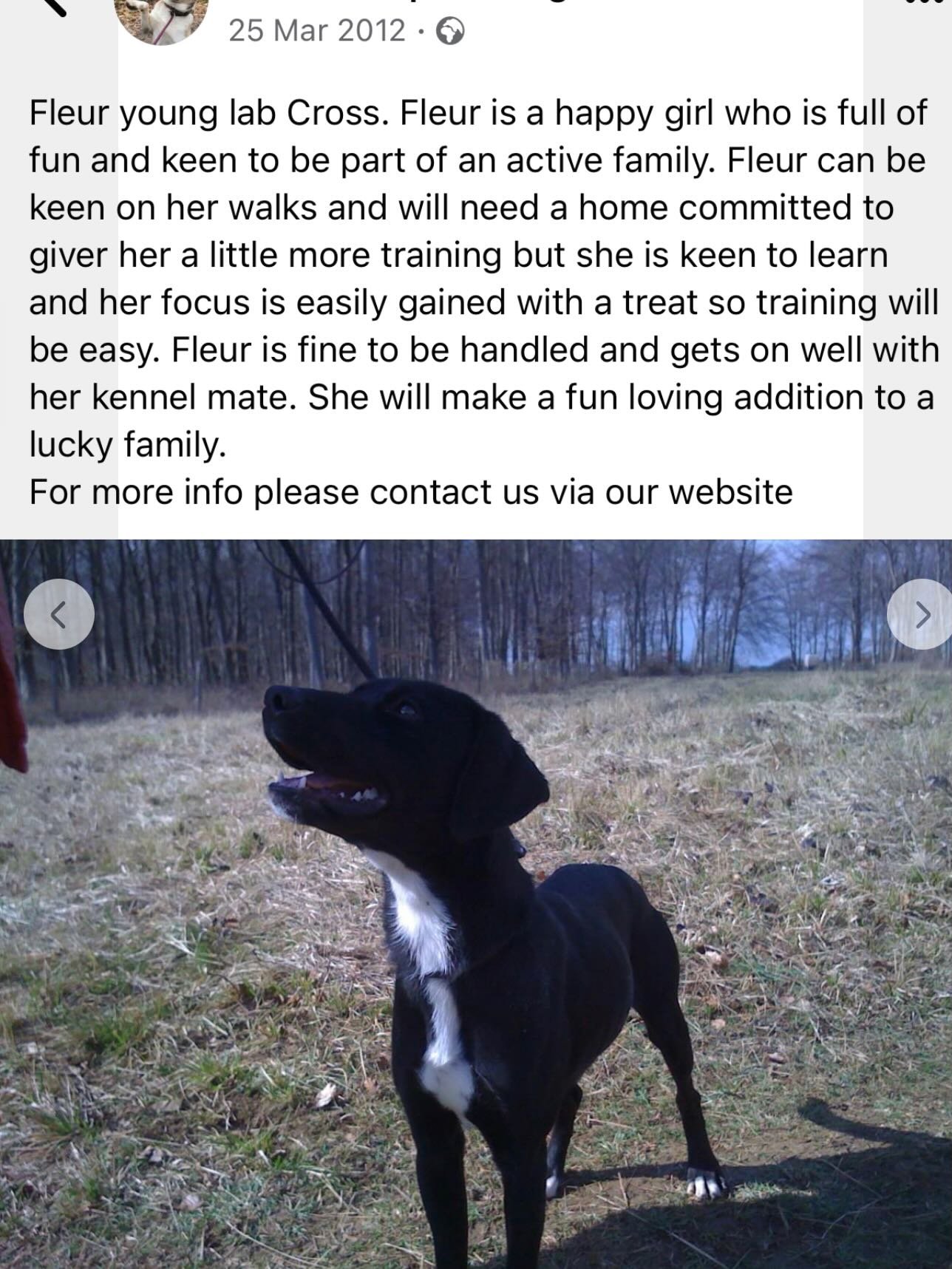 On the occasion of Molly&rsquo;s 14th Gotcha Day, I&rsquo;m asking - what would your dog&rsquo;s bio be? 

I have the photo of her online listing when she was given a temporary name of Fleur, so I can tell you it&rsquo;s something like &lsquo;Cheese 