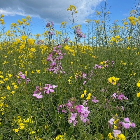 If you're strugging with brand colours, look at nature for ideas. This weekend Molly (my rescue woof) and me took a public footpath through a field of rapeseed flowers. And later I thought about how I use gold and purple in my branding colours. Look 