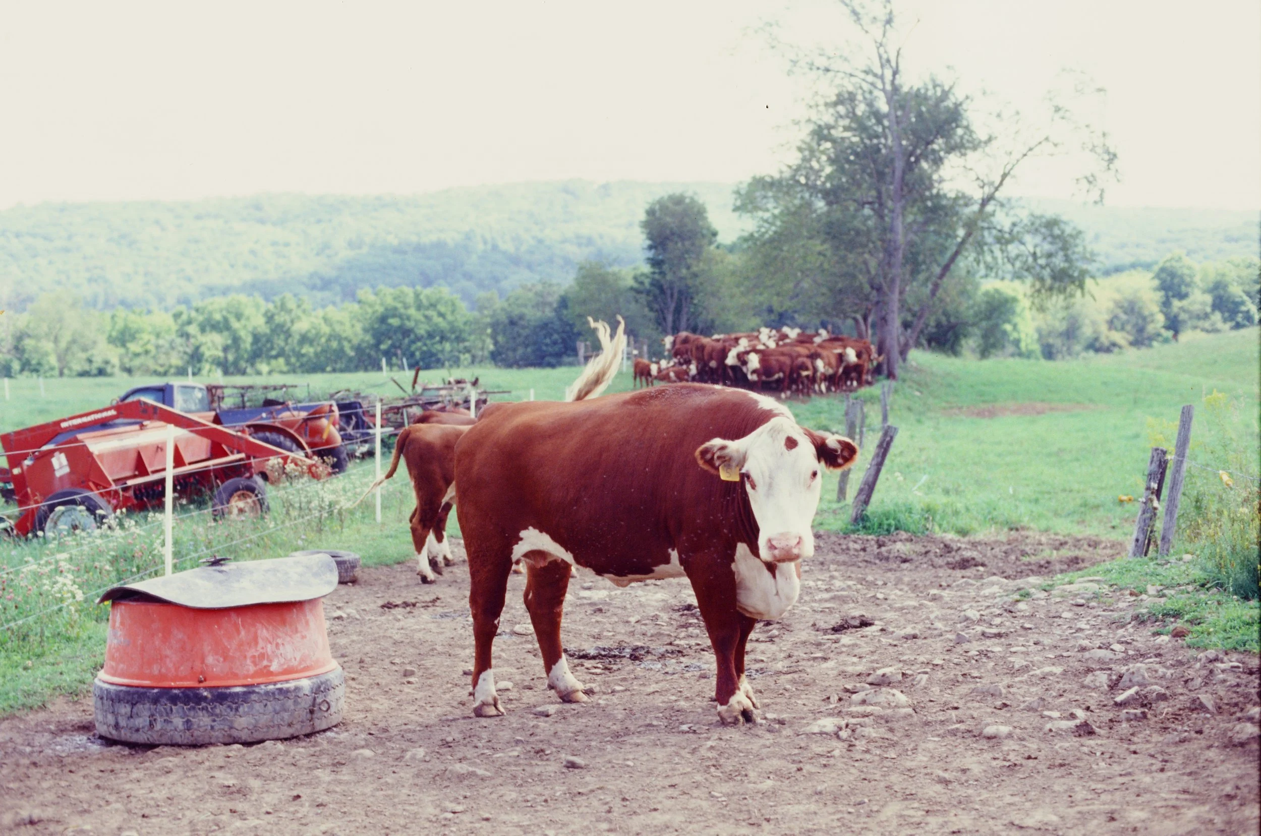 cow on dirt patch on farm outdoors