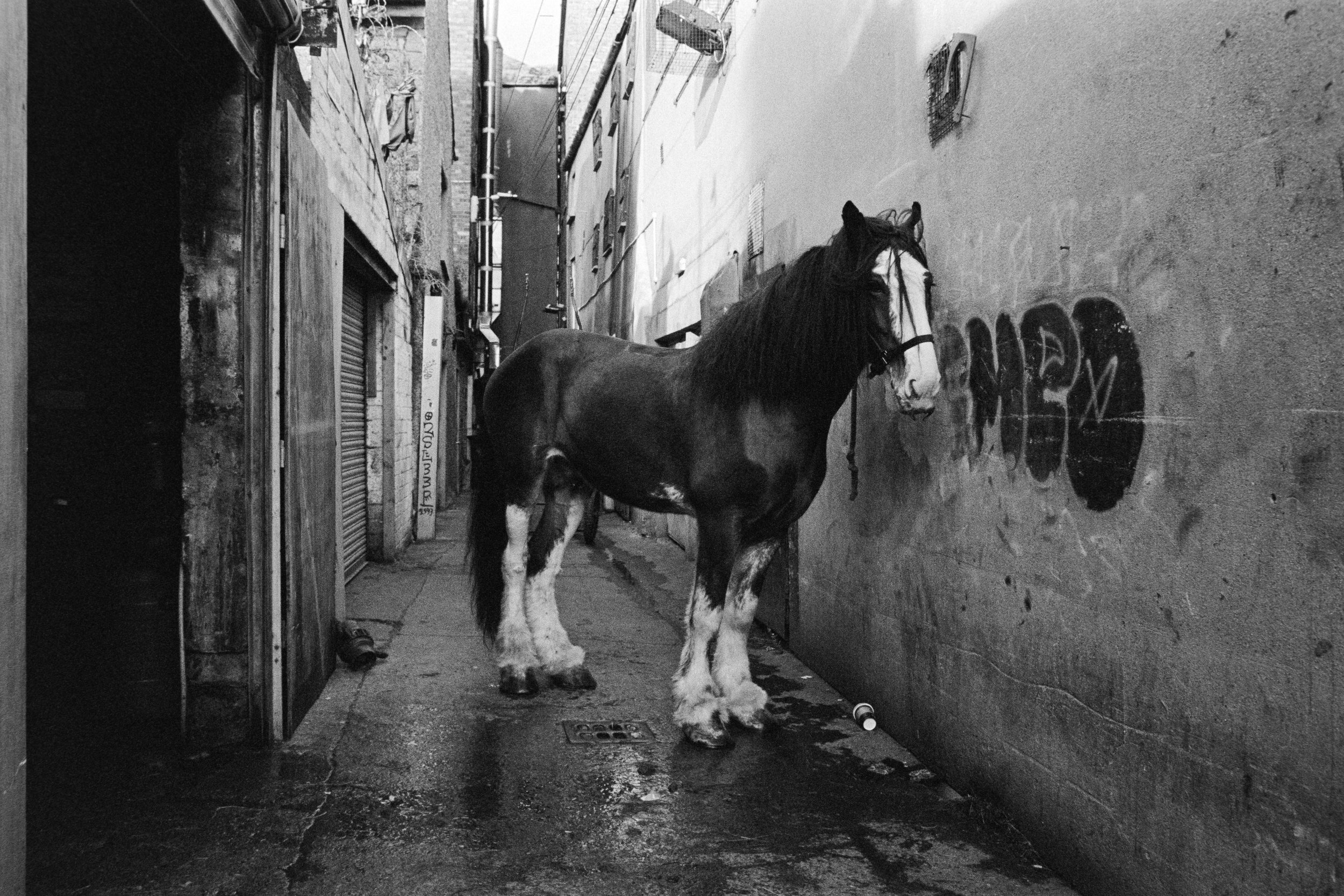 A large horse standing in a narrow alleyway with graffiti on the wall to its right.