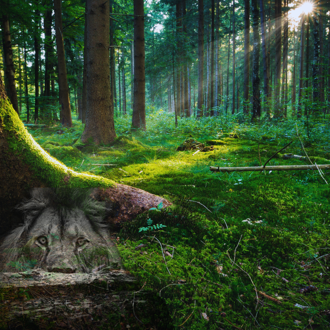 Grounding Your Energy - Lyran Consciousness