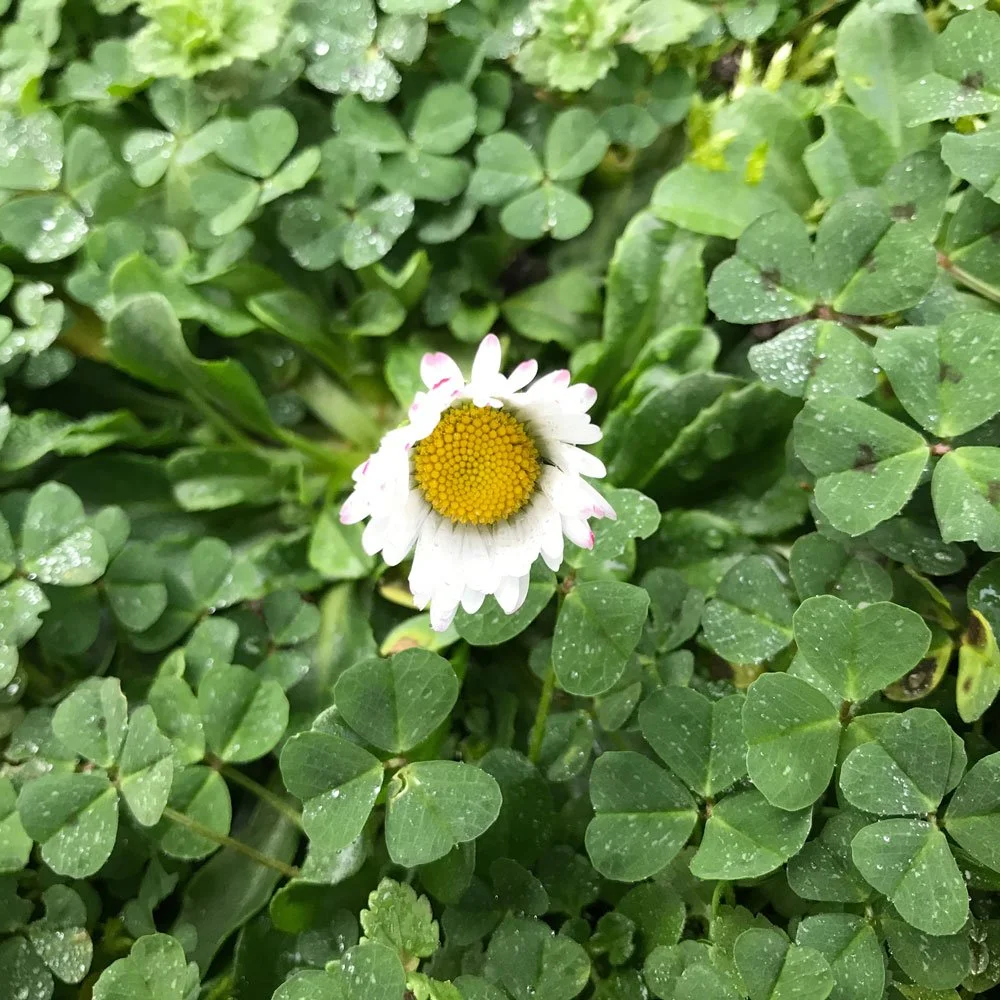 daisy and clovers