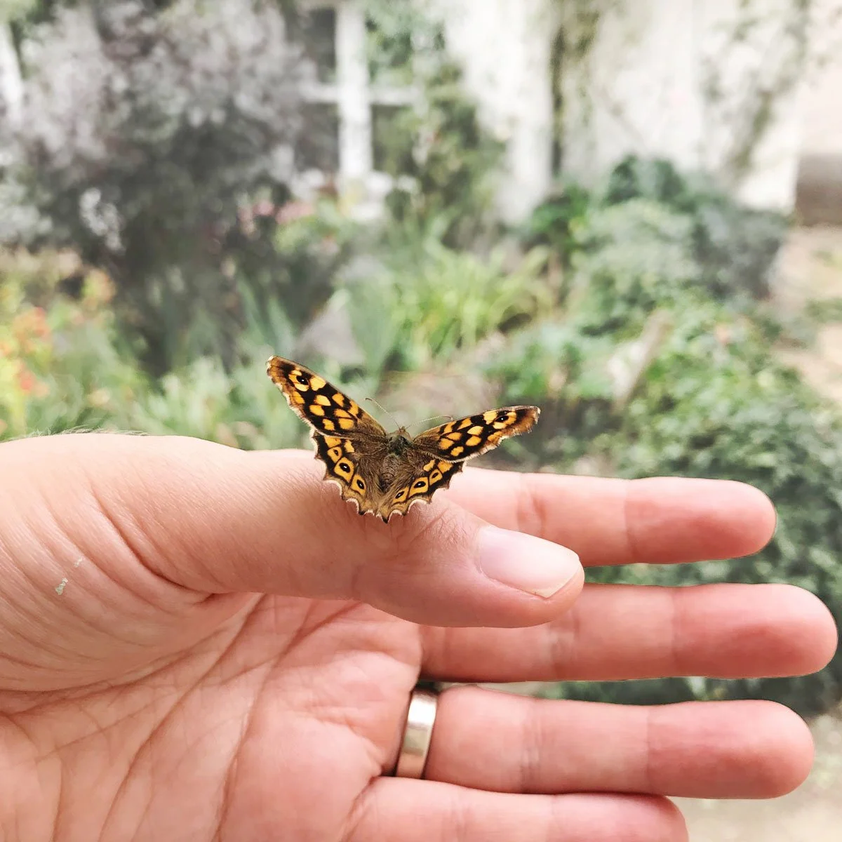 butterfly hand light.jpg