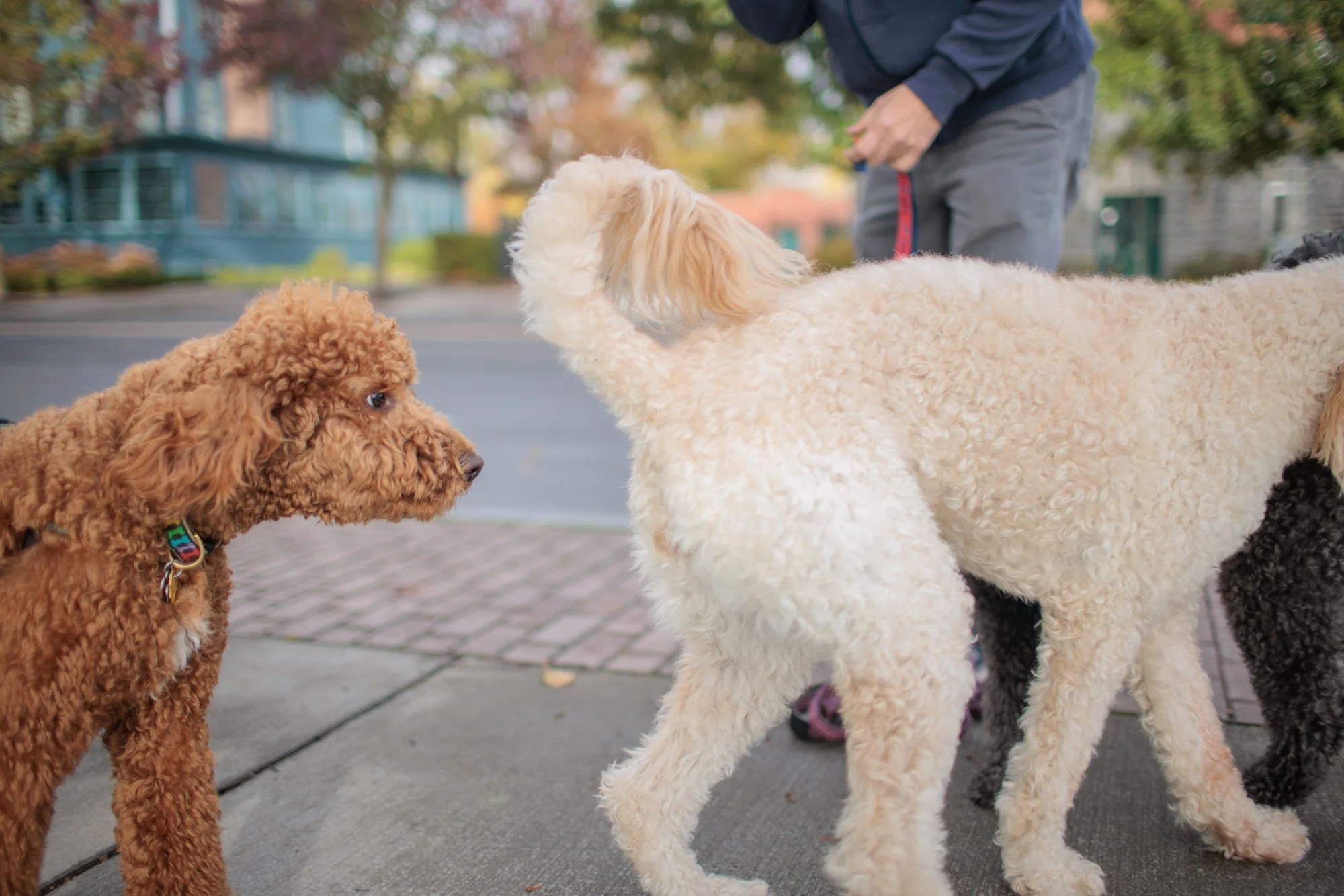 Taylor_Odd Skan_2.jpg