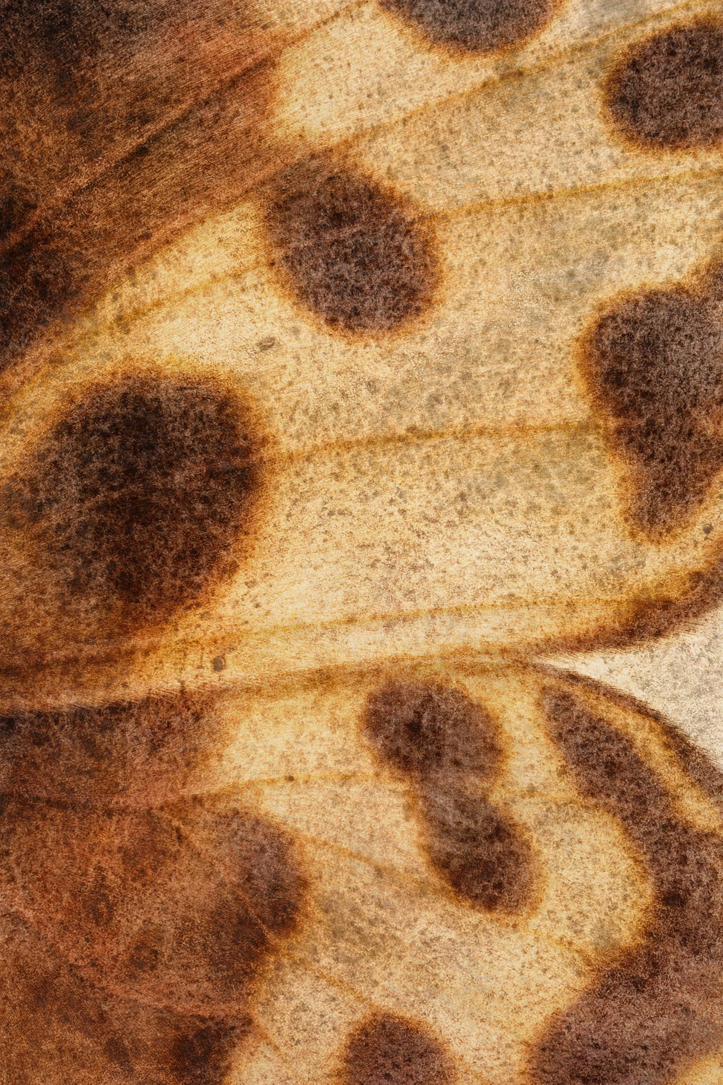 Close-up of organic textures.