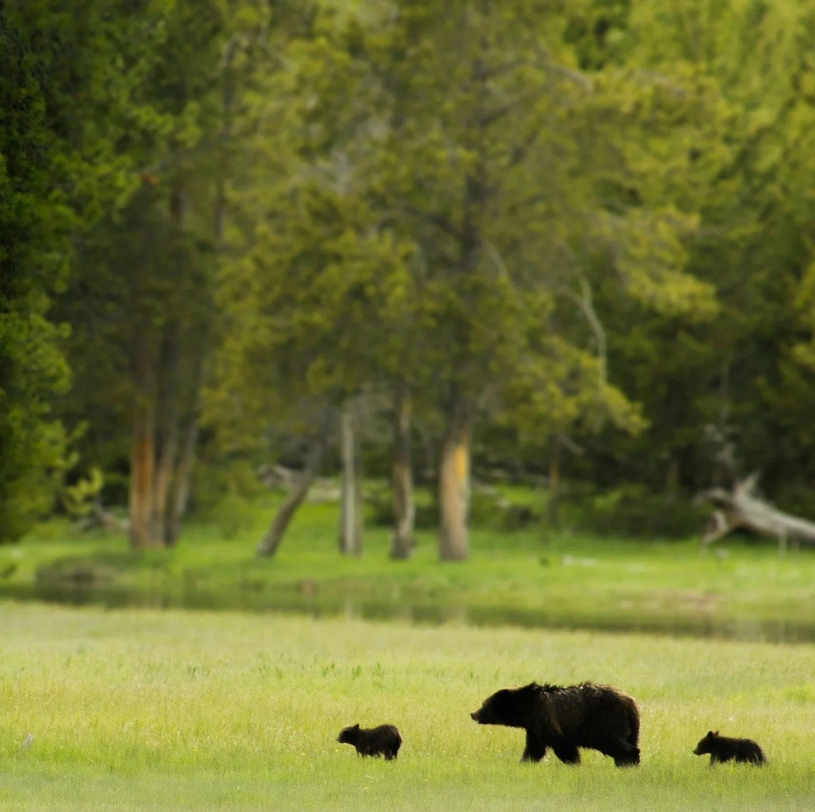 A black bear with two cubs walking through a green meadow near a body of water, with trees in the background.