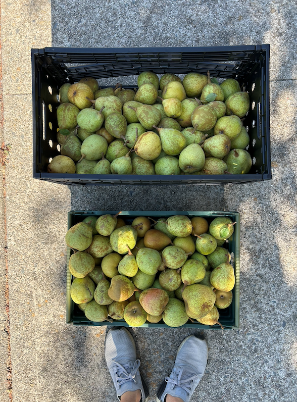 The most productive fruit tree! A pear tree that was only 8ft tall but managed to produce 79 lbs of donateable fruit! 