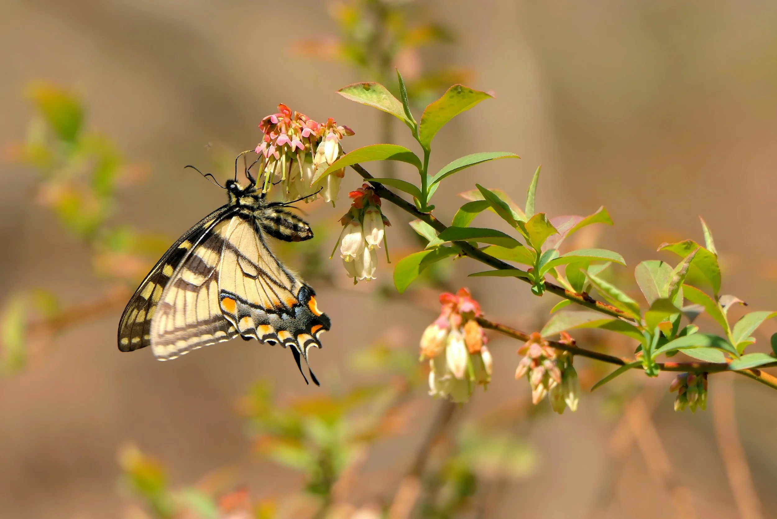 Pollinator