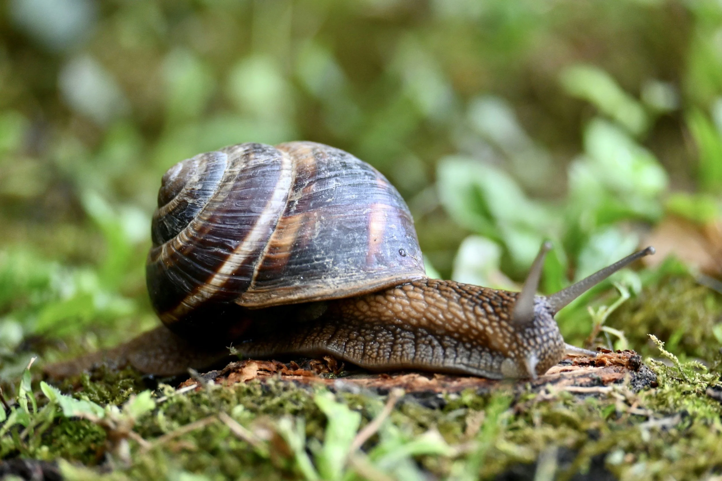 snail