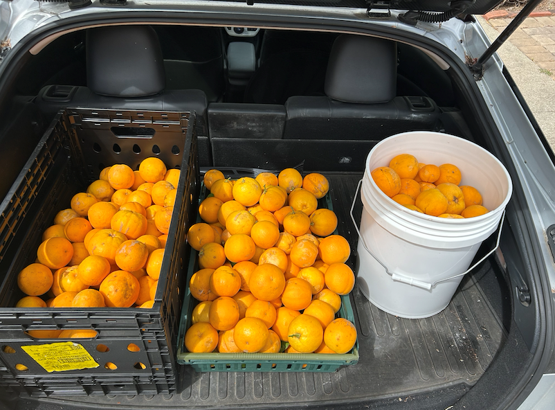 Some great Valencia oranges from a monstrous 2 story tree in El Cerrito
