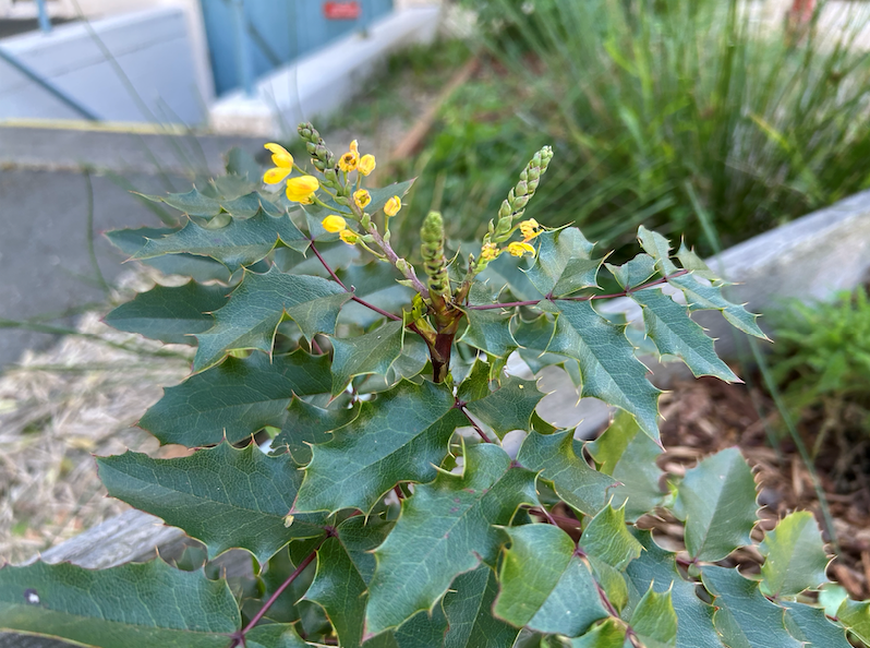 The Oregon grape flowering in March 