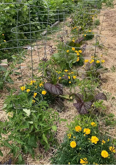 community garden