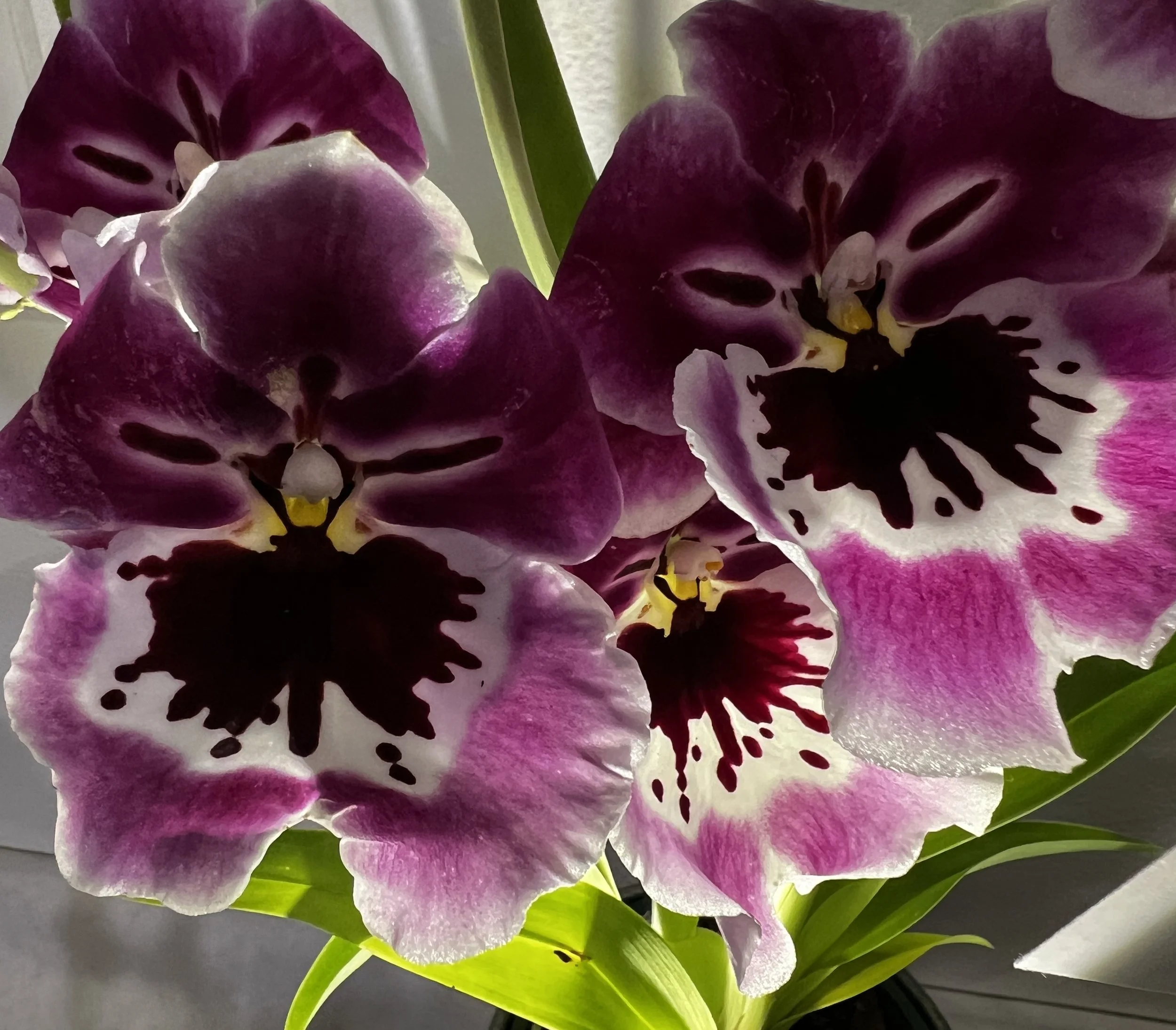 orchid