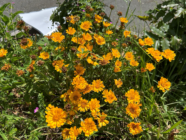 Coreopsis 'Jethro Tull' in June