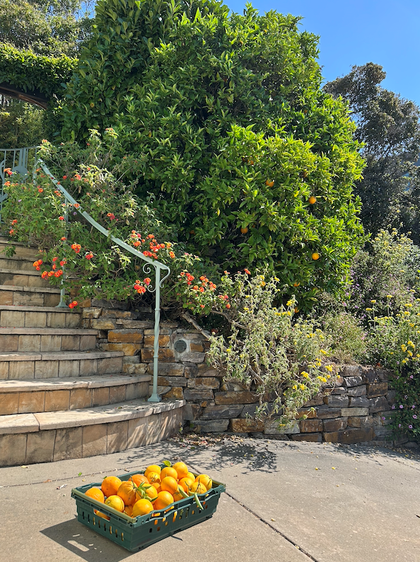 Navel Oranges from a BGC member's garden