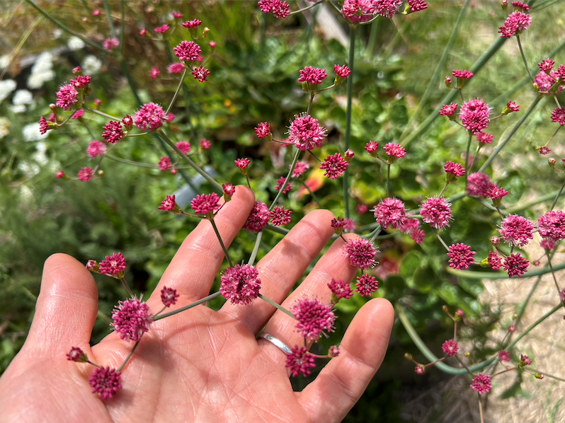Red flowering buckwheat in June