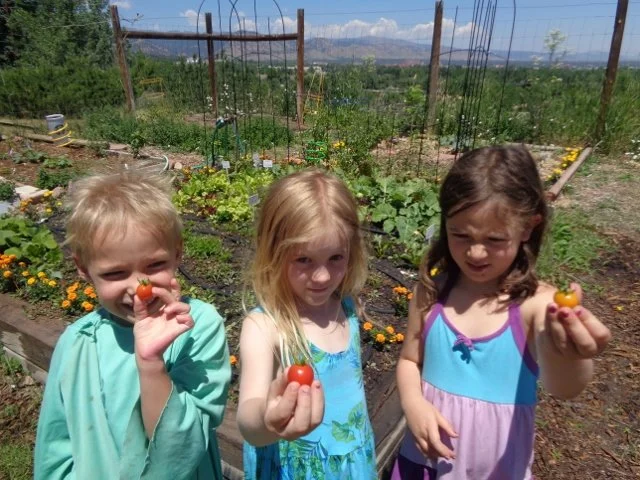 Garden.Harvesting.Sean, Izzy and Eleanor 89 (640x480).jpg