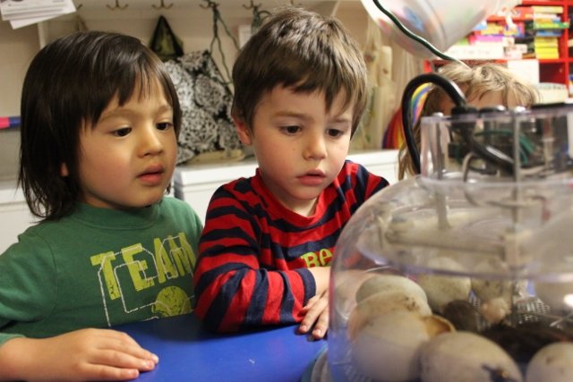 Bradley, Henry ducks 38.jpg