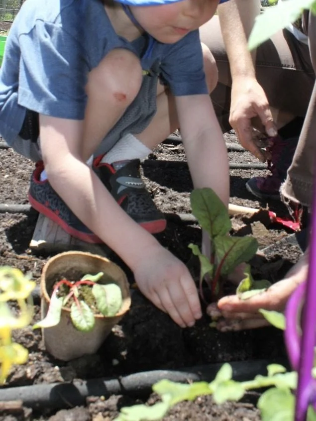 Garden.PLANTING!.SB_106979700 2.jpg