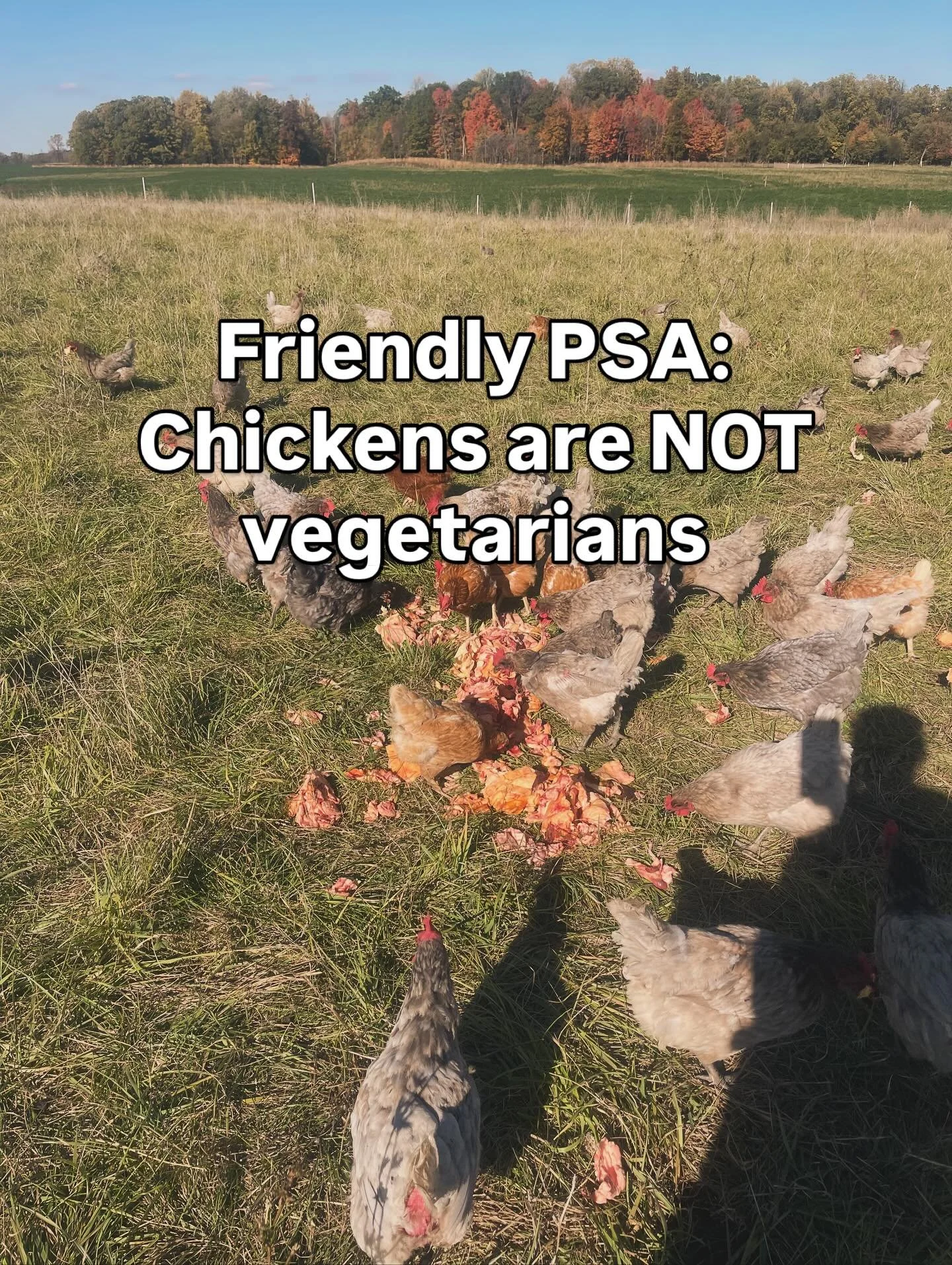 They are opportunistic omnivores and ours will choose meat over veggies anytime they are given a choice.  Vegetarian fed chickens just means they had a diet full of corn and soy.

The more you know 🌈