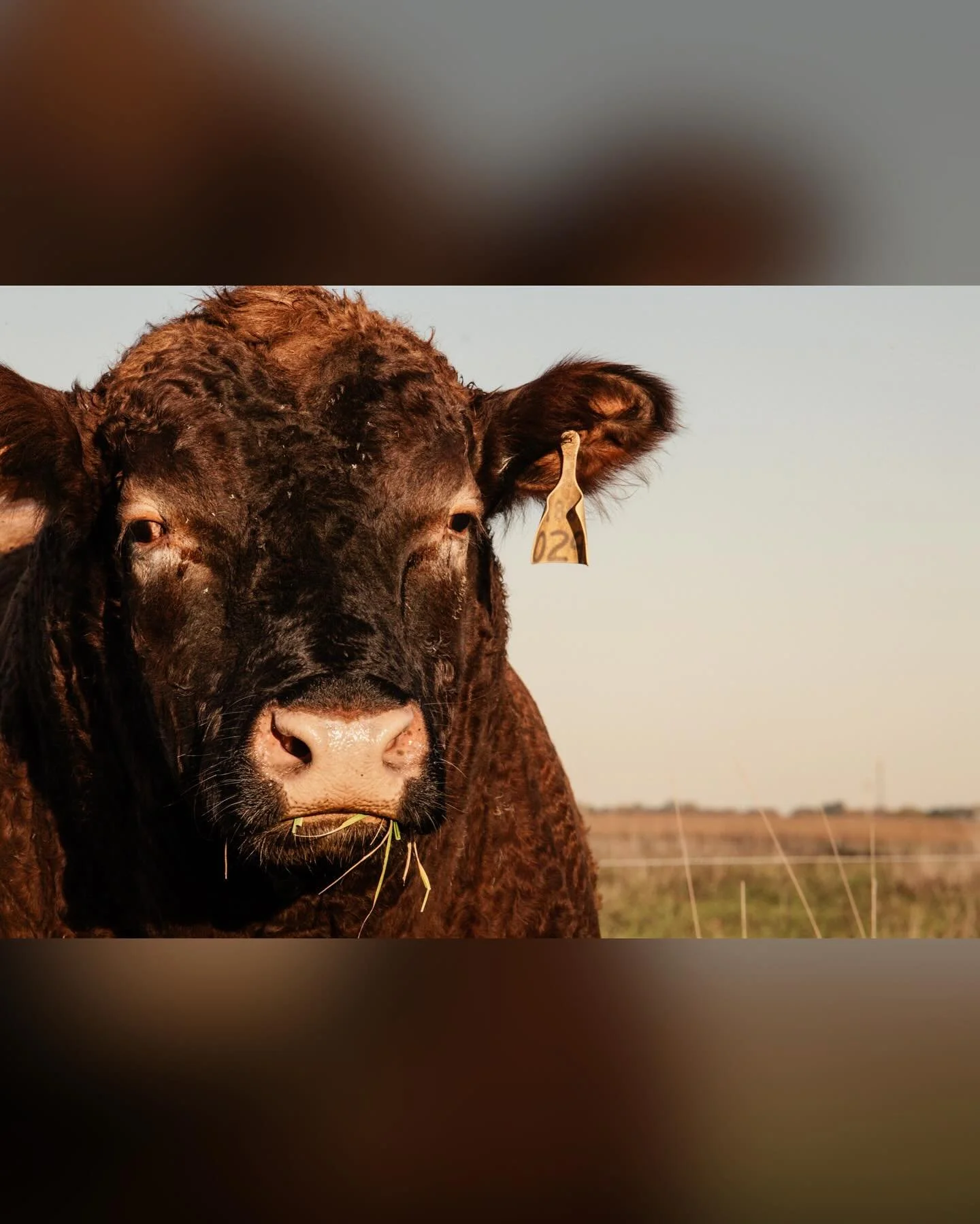 Meet our handsome bull &lsquo;Larry&rsquo;. He is truly a gentle giant around here.  You can often find him looking off into the direction of our mama herd&hellip;probably dreaming of the day they&rsquo;ll be reunited.  But until then he tolerates th