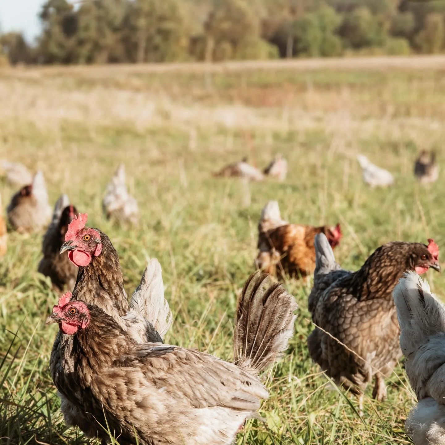 Our beautiful and spoiled ladies would like to extend a heartfelt thank you to all of their wonderful customers for supporting and appreciating their efforts.

They take great pride in their work; ensuring your support is rewarded with the most nutri