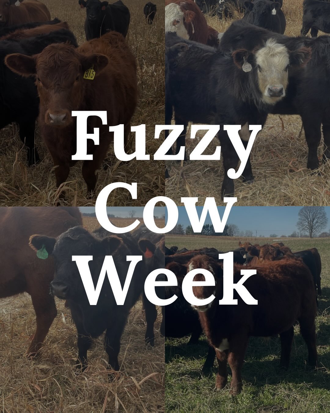 You may have heard of Fat Bear Week&hellip;well here at Hine Farms we are having Fuzzy Cow Week!

We&rsquo;ve selected some of the fuzziest cows in our herd (see pictures for proof). We would love your help to decide which one deserves the title &lsq