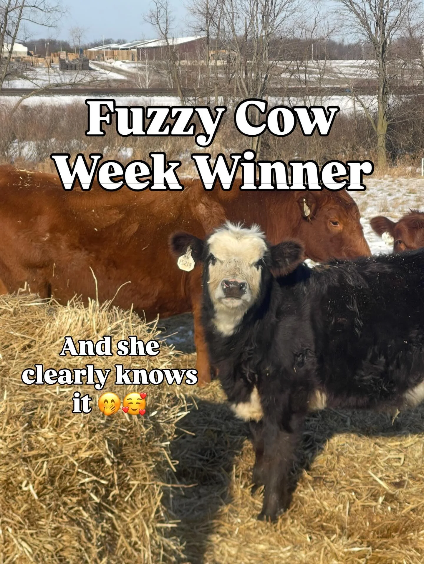 This sweet little heifer calf was the winner of our Fuzzy Cow Week 🥳. And if that face doesn&rsquo;t just say &ldquo;I&rsquo;ll be bragging about this win all winter&rdquo; 🤭

It was fairly close between her and number 4, but she maintained the lea
