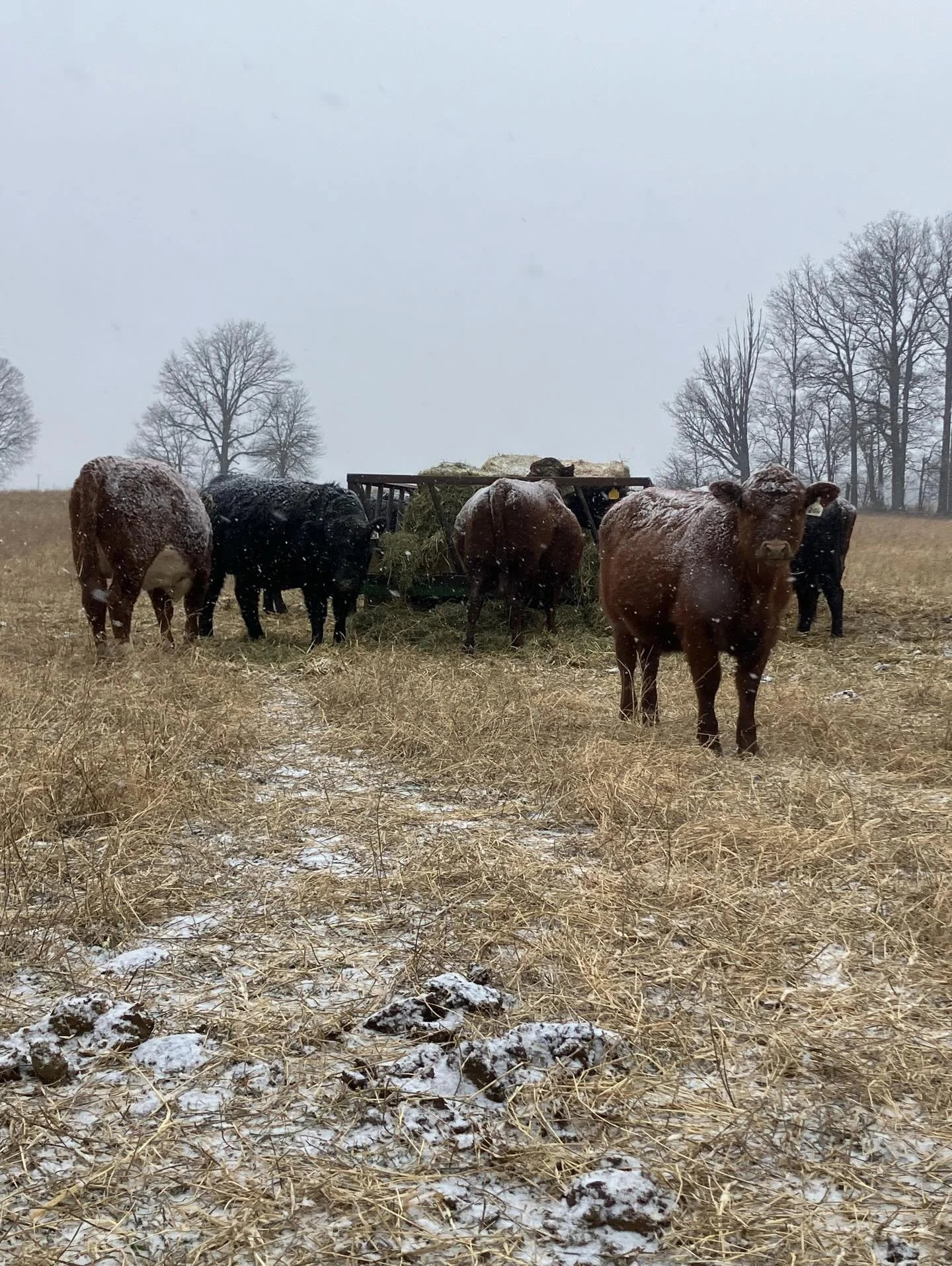This severe winter weather seems like a great time to talk about cattle and the cold. Our cattle fair better in the cold than the 90&deg; days of summer. They have thick winter hair coats, large heat generating rumen, are healthy, and have great body