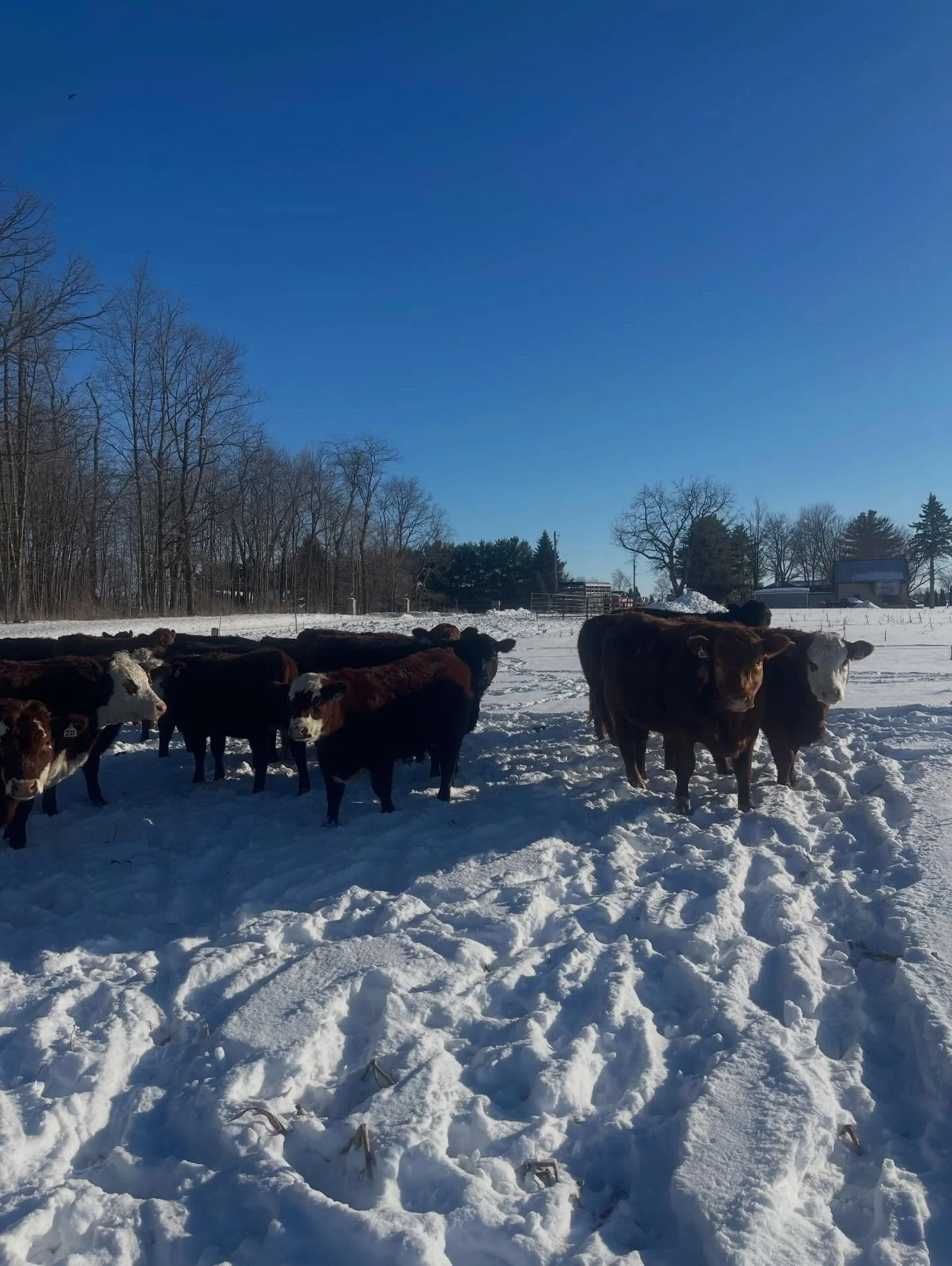 Phew&hellip;another harvest day.  They never get easy, will likely always be sad, while also feeling gratitude for the life that will occur upon their death.

Our harvest load out days are a solemn event and typically run smoothly, but today&rsquo;s 