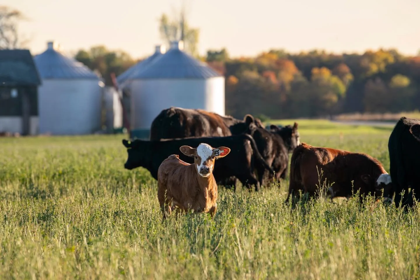 Becoming grass farmers&hellip;yes, we raise livestock and yes, we raise a bit of row crops (albeit fewer and fewer acres each year); but growing grass or forage is our main focus.  And that&rsquo;s because we raise pasture based livestock, so the bet