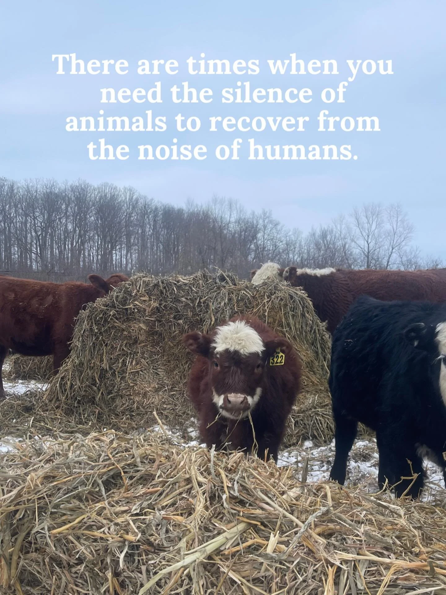There&rsquo;s just something incredibly peaceful and rejuvenating being amongst our cattle &hearts;️