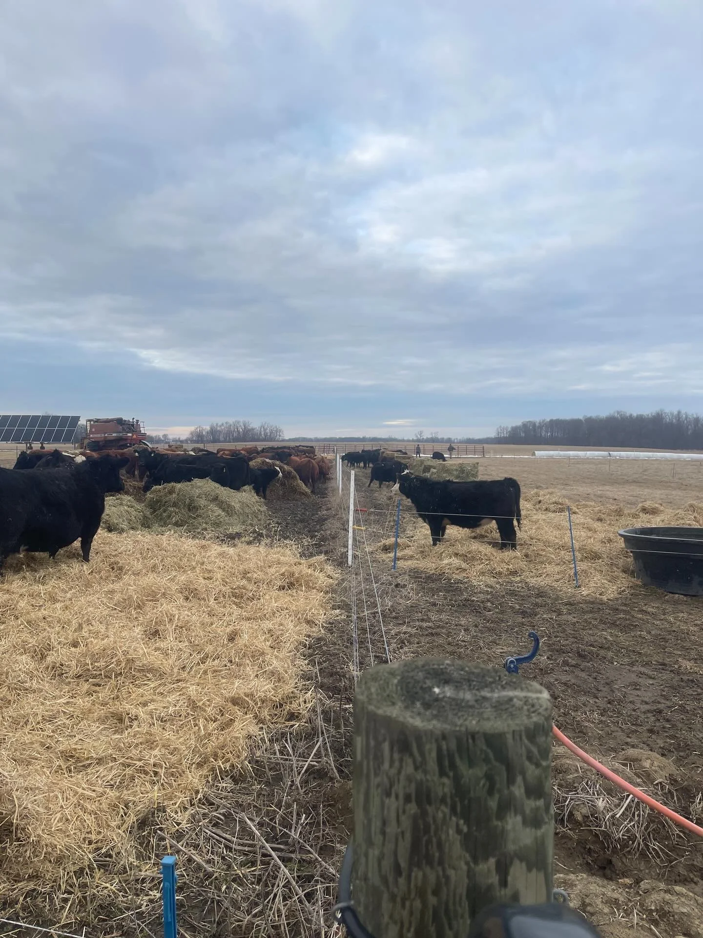 Fence line weaning&hellip;this is the first time we haven&rsquo;t separated our mamas and calves by miles during weaning time.

In the past we move the mamas to a new pasture so the calves stay in the familiar location to help reduce stress.  And las