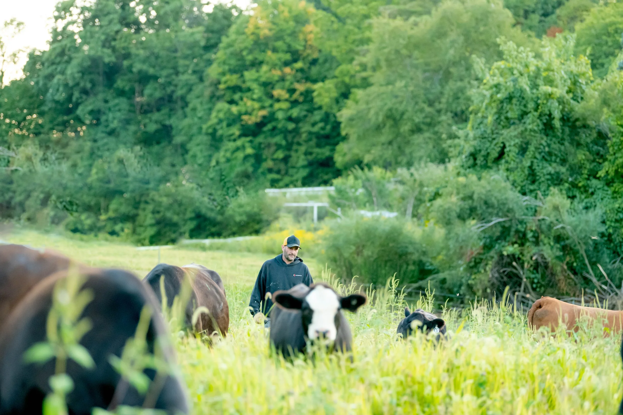 Grass Fed Beef…what does it really mean?