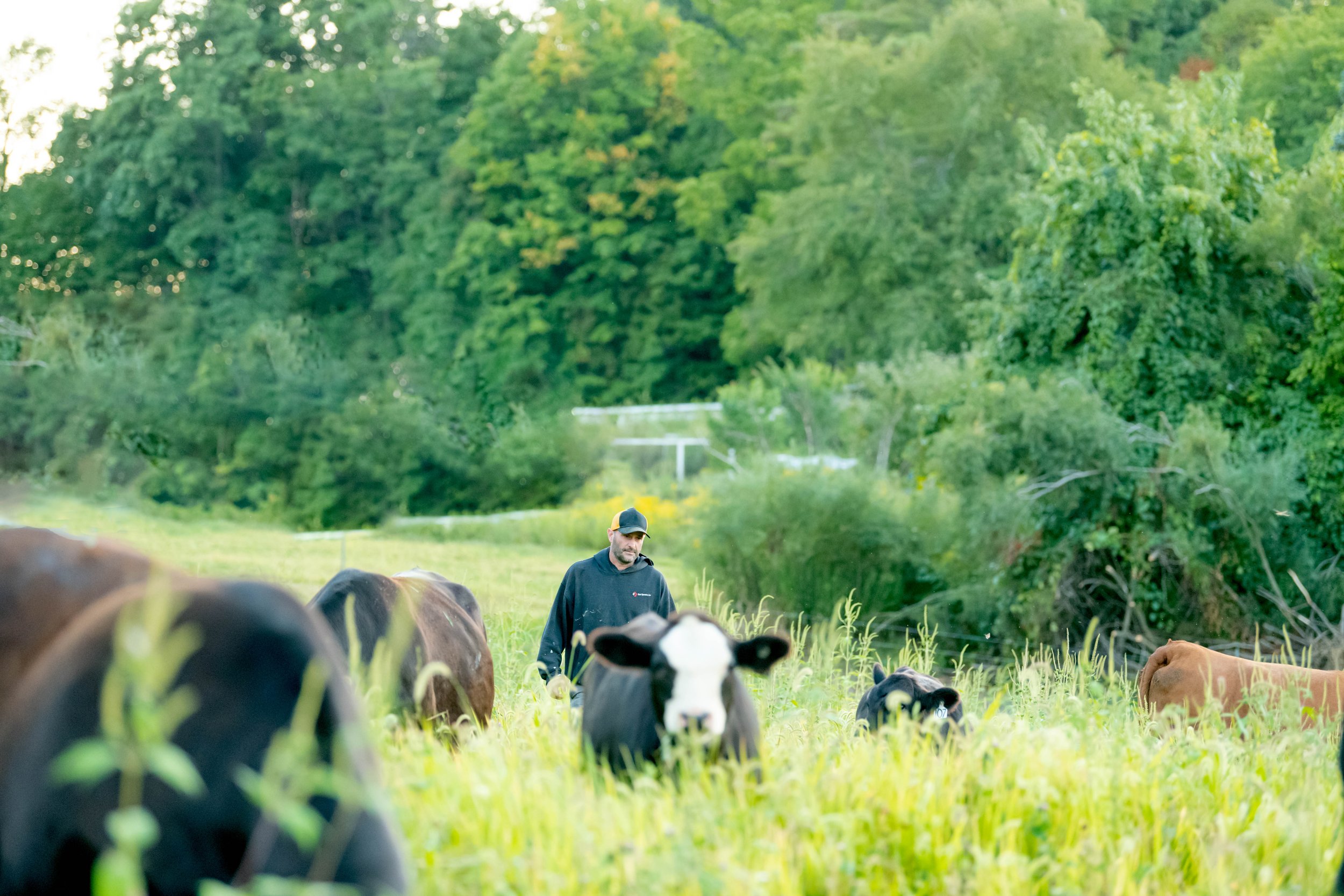 Grass Fed Beef…what does it really mean?