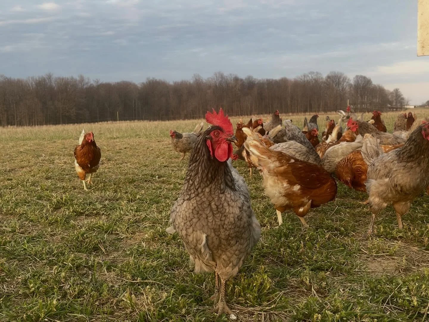 Our free ranging ladies&hellip;captured by Griffin while I collected their daily gifts 😍