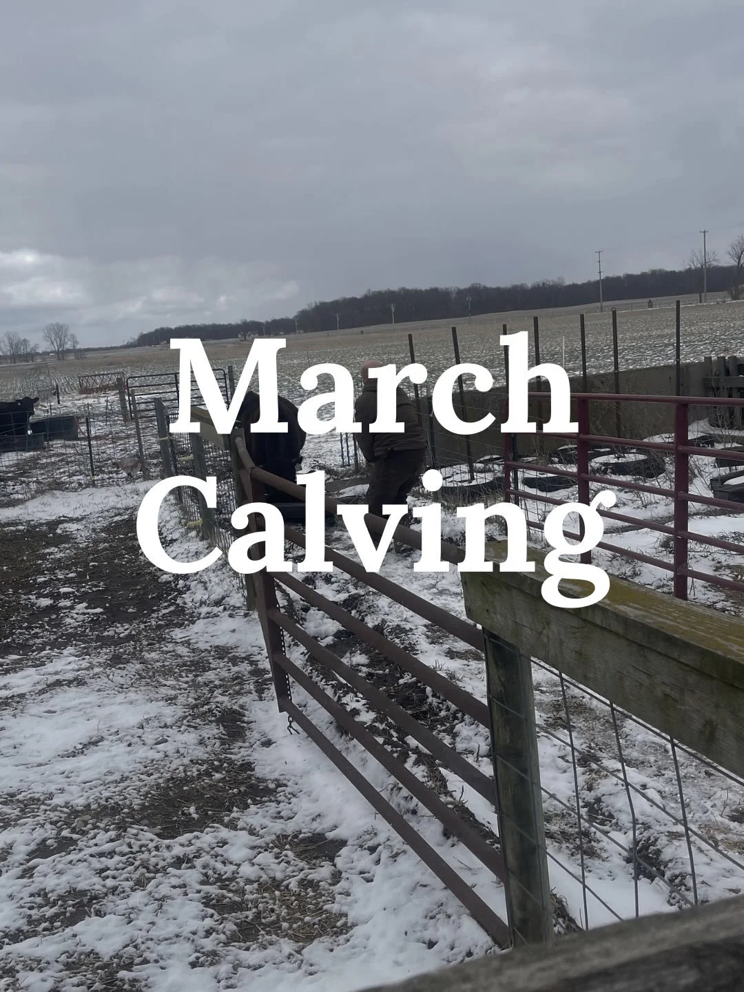 I absolutely loathe calving this early&hellip;and typically we don&rsquo;t.  But we had the opportunity to purchase a group of really nice older bred cows from our cattle mentor (who starts calving in March), so we knew this year&rsquo;s calving seas