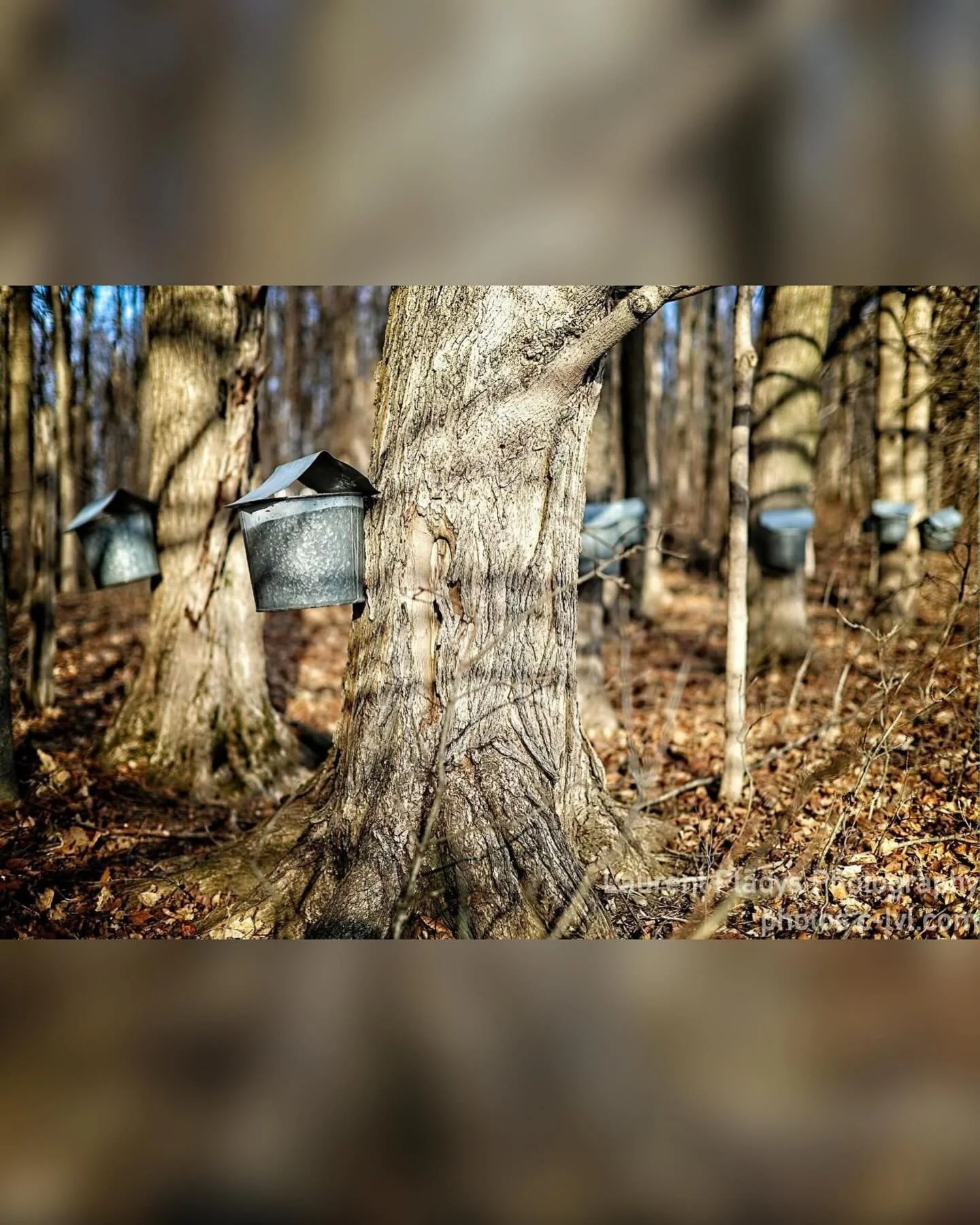 Another successful year making maple syrup.  We weren&rsquo;t sure it was going to be a great year, but we ended up making a few more gallons than last year.

2026 had us carrying around 8,000 gallons of sap, spending more hours than I care to track 