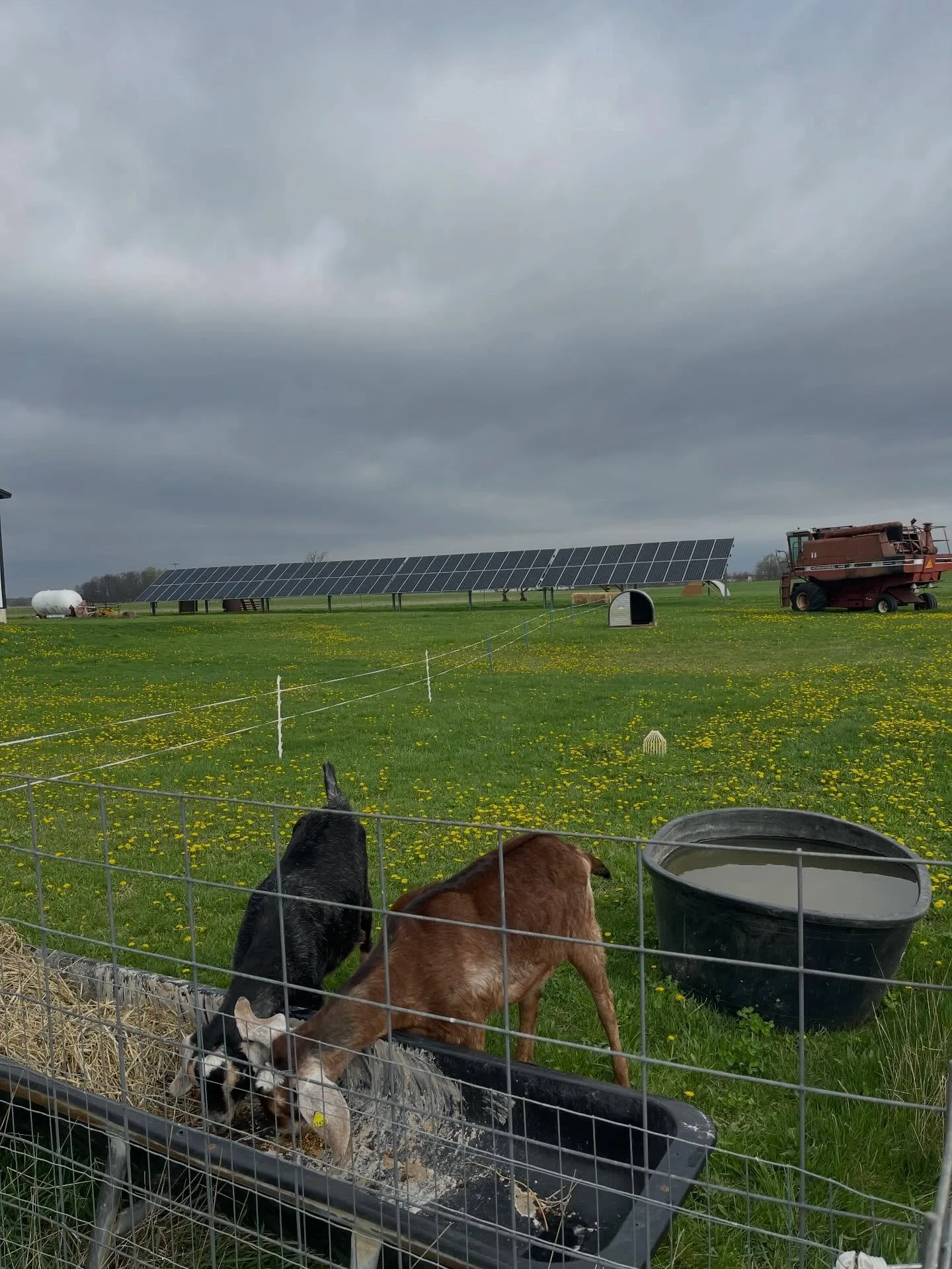 We fenced off an area near our solar panels for our goats to spend the summer keeping things mowed and our goats fed.  We shall see if our two goats will be enough to accomplish this task&hellip;we are always learning and always willing to try new th