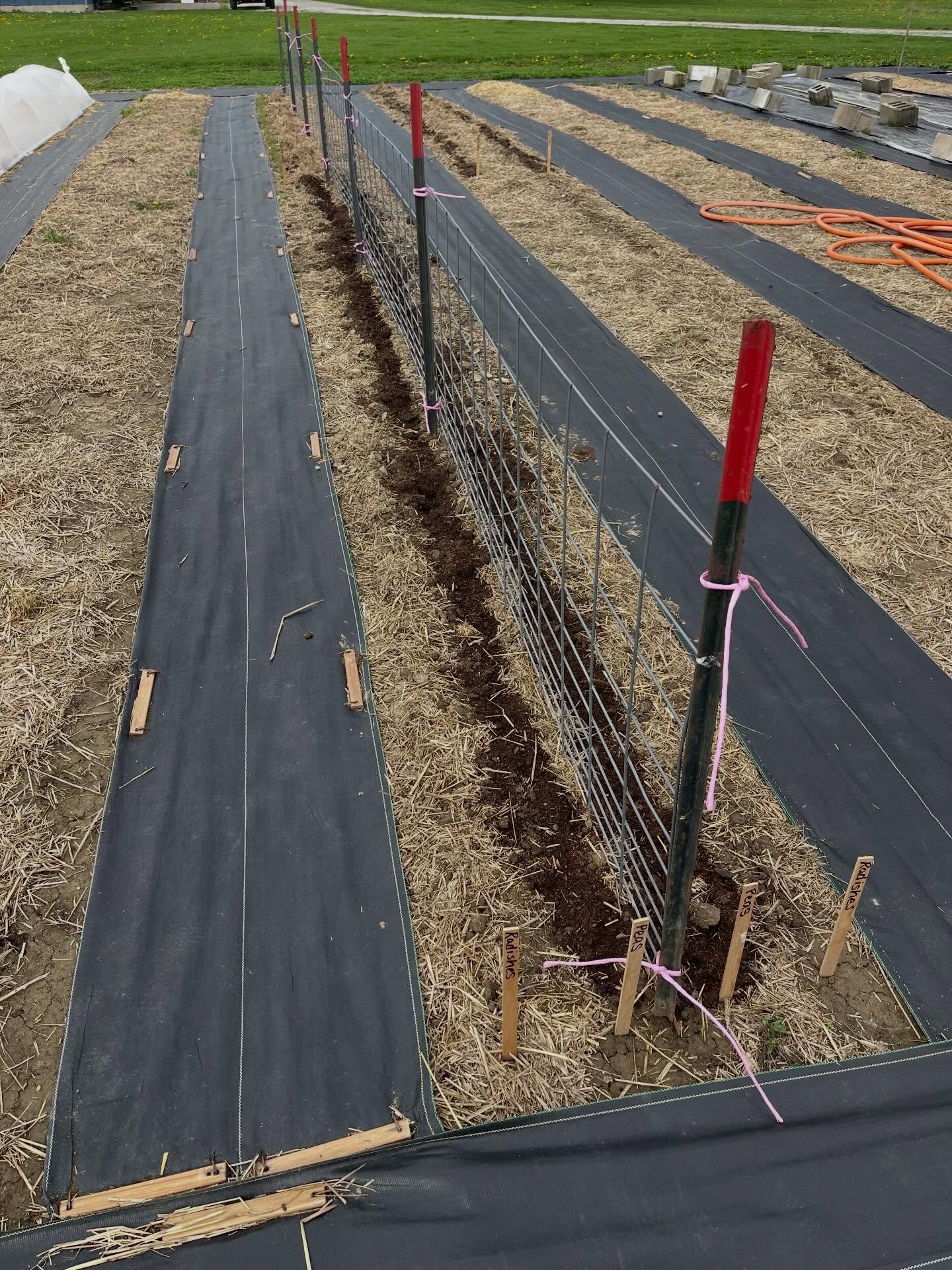 &ldquo;Stacking&rdquo; veggies&hellip;something I am working to do more of in our market garden.  This utilizes our growing spaces more efficiently, can help suppress weeds, and we gain the mutual benefits of companion planting.  It&rsquo;s a work in