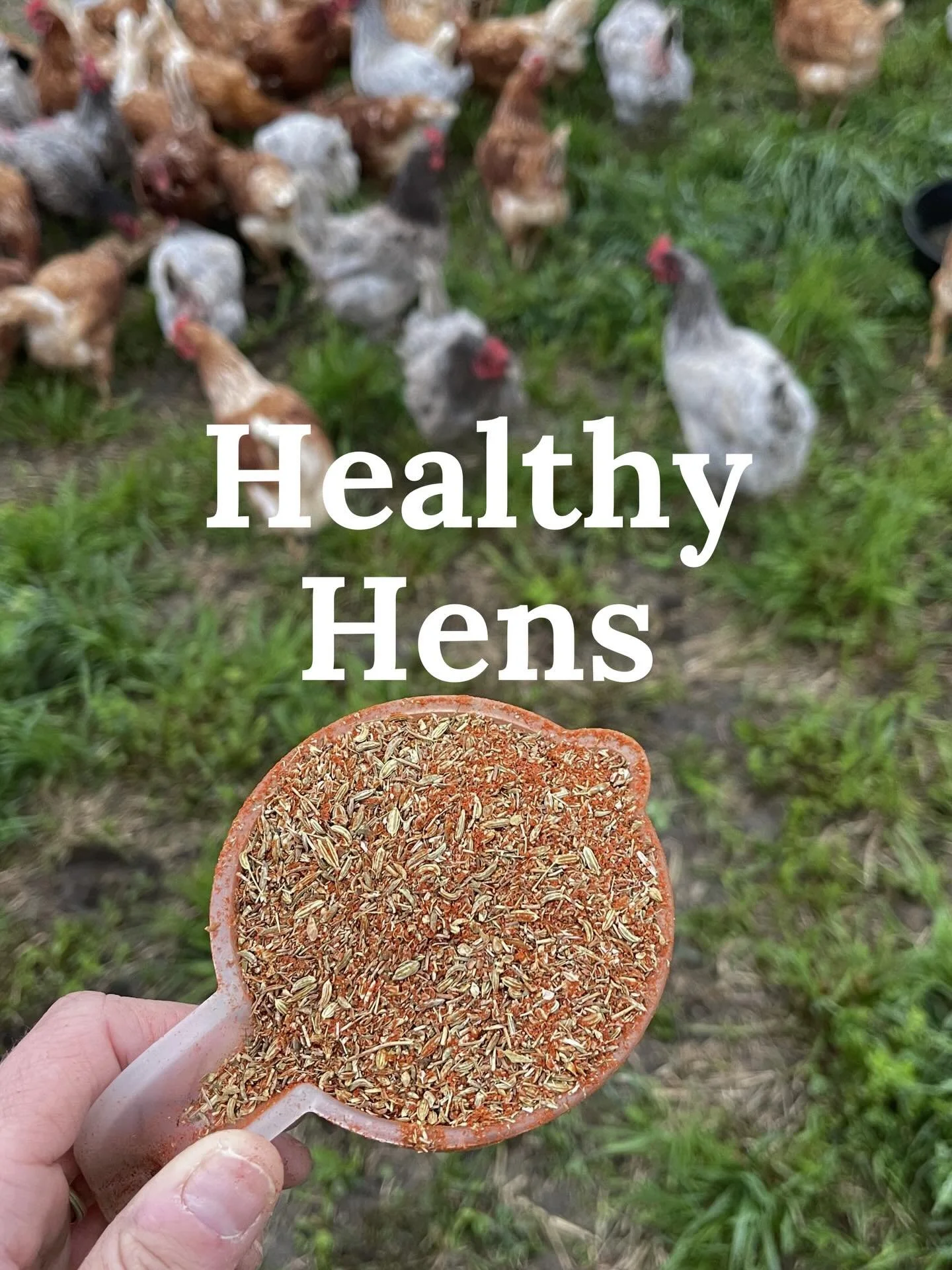 The perks of rotationally moving our free ranging hens is that they tend to stay healthier (as long as they can escape our aerial predators 😬). And I think it&rsquo;s because they can forage for diverse food, dust bath as needed, move to new section