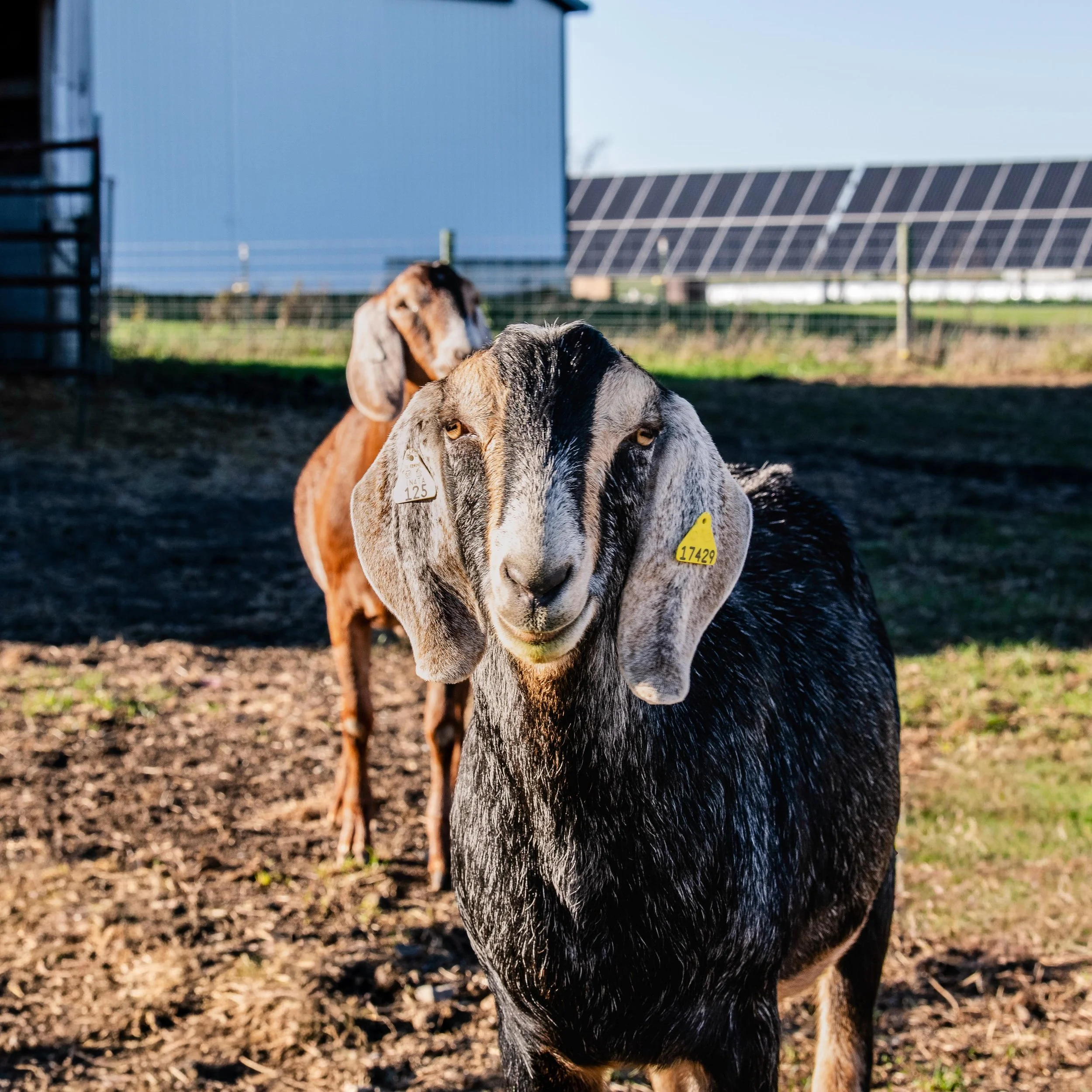 For decoration only 🤭. I don&rsquo;t know for sure, but I feel like every farm has to have a few decor animals?!? Gerald and Wilbur (our farm mascots) are two of the handful we have around here.

While I tease these two and tell them they&rsquo;re j