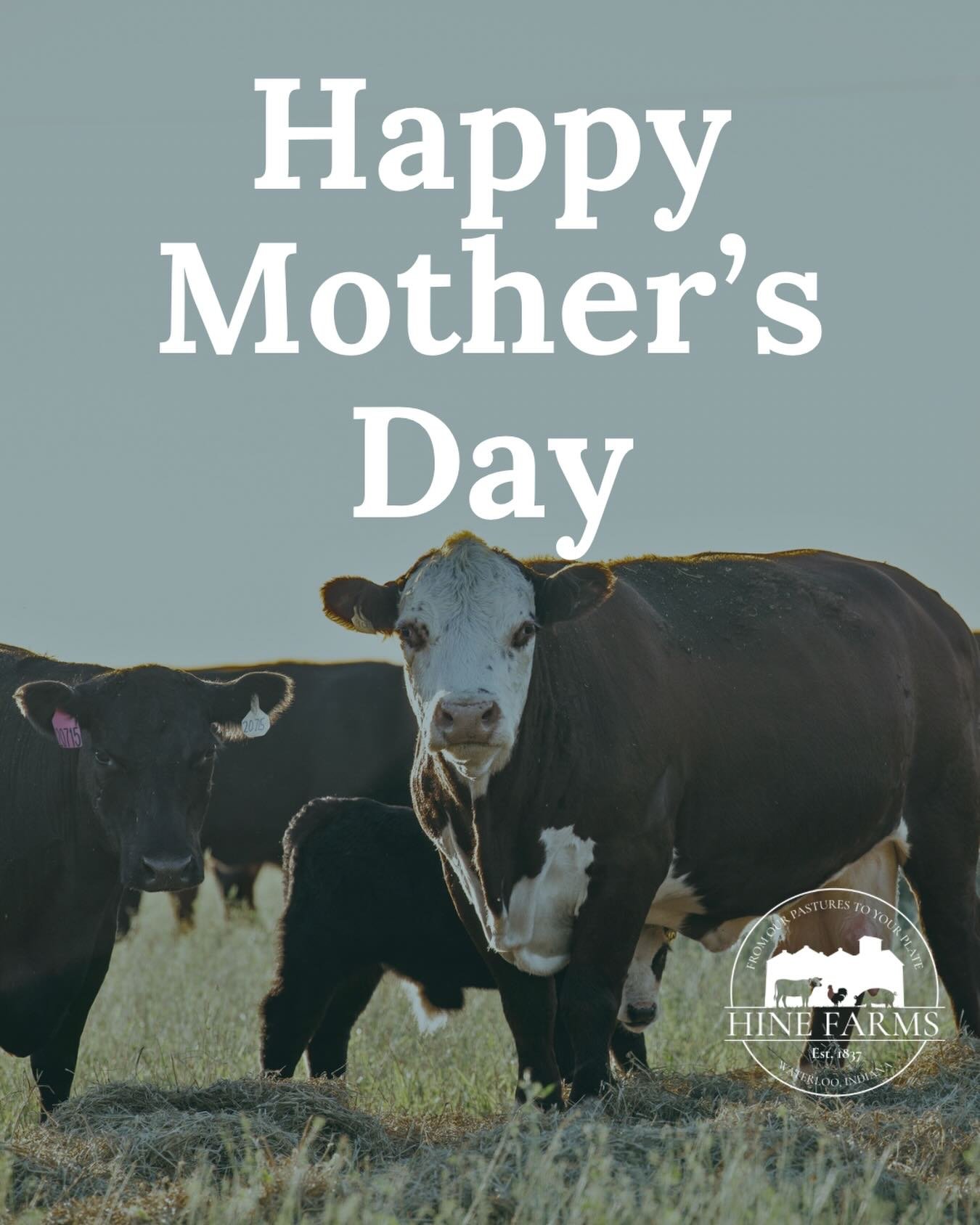 Honoring all nurturing hearts of love, strength, and kindness&hellip;from our mama herd to you &hearts;️

📸: @micaylabackphoto